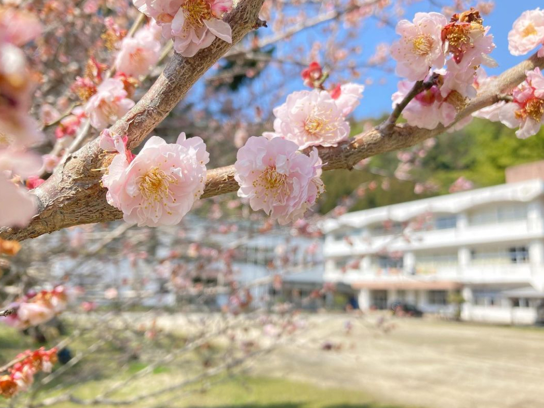 旧御祓小学校の校庭に咲く桜